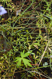 池塘植物深在水下。