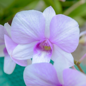 紫色兰花花特写。兰花花绽放为背景的