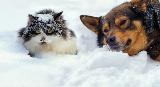 猫和狗躺在雪上