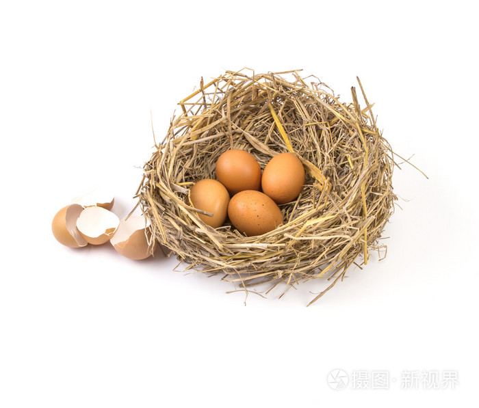 小树枝筑巢与棕色鸡蛋破碎和空壳蛋