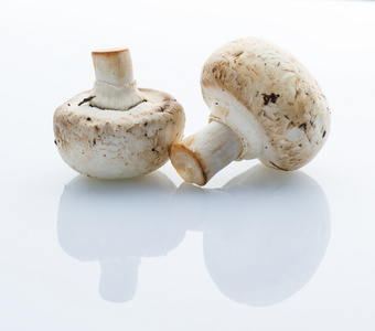 常见的蘑菇