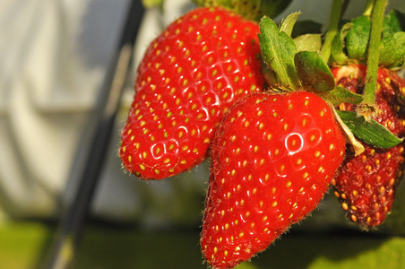 新鲜草莓草莓农场