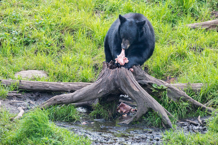 黑熊在树上吃东西的时候