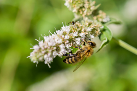 薄荷和蜜蜂的花朵图片