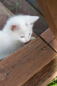 木制楼梯上的白猫