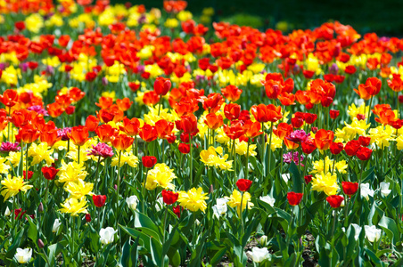 郁金香。 百合科的一种球茎春花植物，有大胆的彩色杯状花。