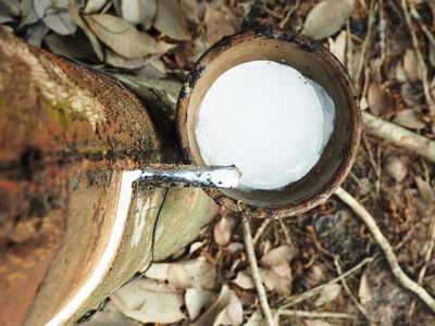 乳白色的乳汁提取天然橡胶树 橡胶树 Brasiliens
