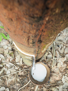 乳白色的乳汁提取天然橡胶树 橡胶树 Brasiliens