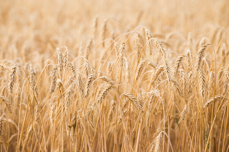 金黄耳朵的小麦的领域