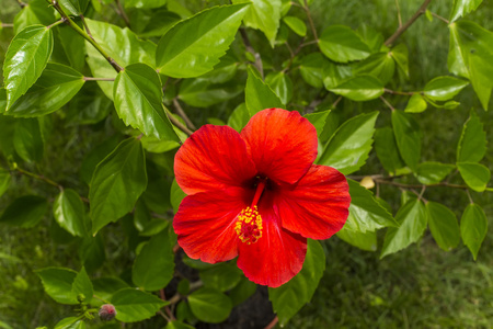 芙蓉红