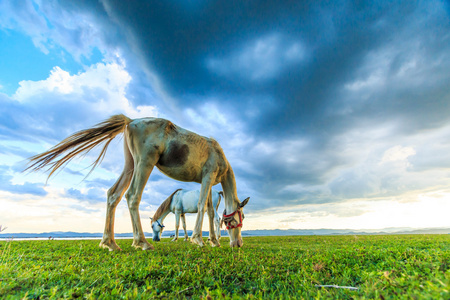 马在牧场上吃草