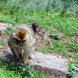 自然森林 macaco 猴