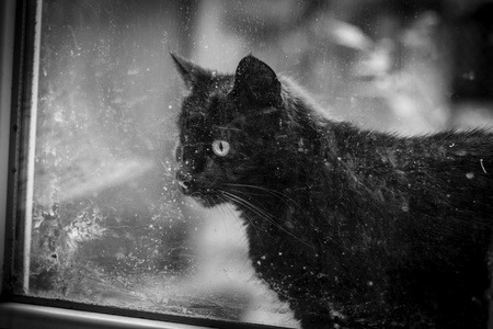 老窗户附近的黑猫