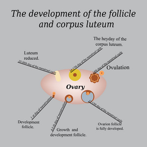 它显示卵巢卵泡及黄体的发展。在灰色的背景上的矢量图