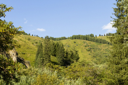 田北俊山冷杉