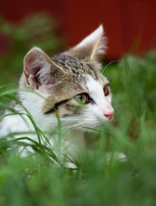 年轻的小猫在草丛中