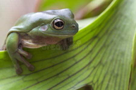 澳洲绿树蛙