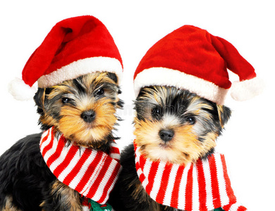 两只戴着红色圣诞帽的小狗