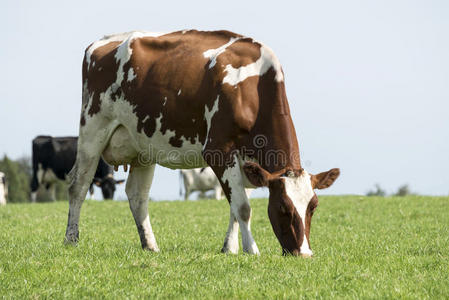 棕色和白色的奶牛在绿草中吃草