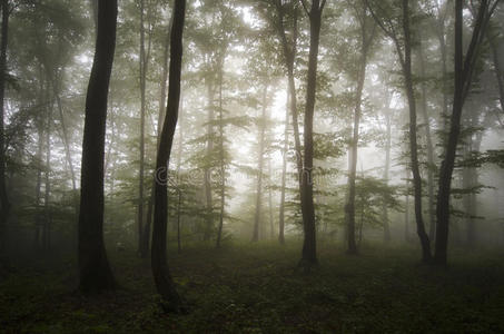 神秘雾迷幻森林