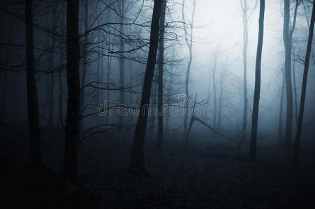 可怕黑暗森林中的蓝色雾