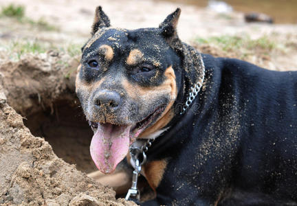 斯塔福德郡猎犬在挖沙子