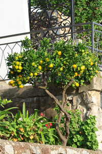 房子露台附近结着成熟果实的橘子树