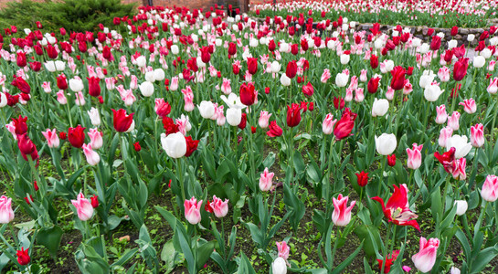 五颜六色的郁金香花四季花园