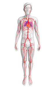 男性的动脉系统