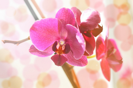 粉色兰花上模糊的背景，选择性焦点，香草色调图片