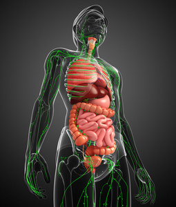 淋巴和消化系统的男性身体图稿