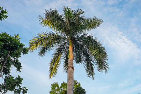 棕榈树在蓝色天空背景