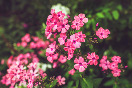 粉红色花瓣和绿叶