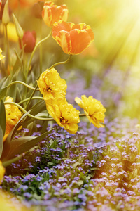 新鲜色彩艳丽的郁金香，在温暖的阳光下