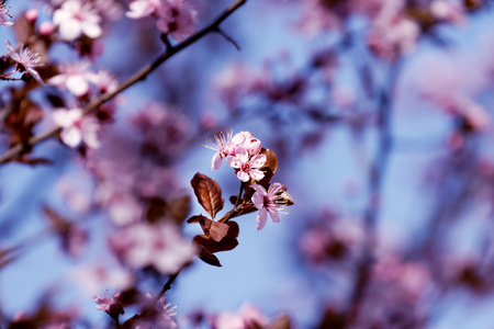 美丽日本樱花