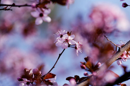 美丽日本樱花