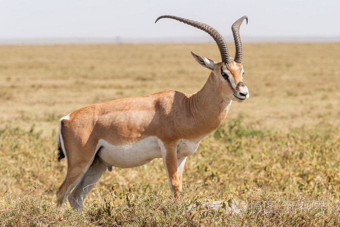 在非洲的黑斑羚羚羊