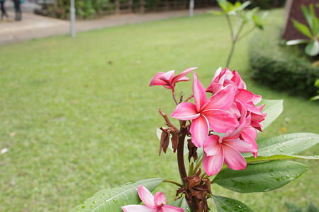 粉红色的鸡蛋花在花园里