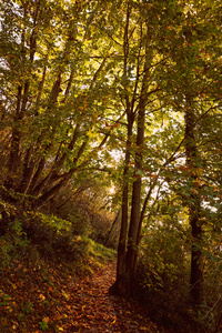 秋天的树林小径