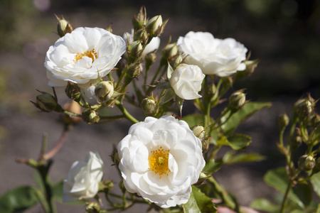 美丽的白色玫瑰，在花园里的床上