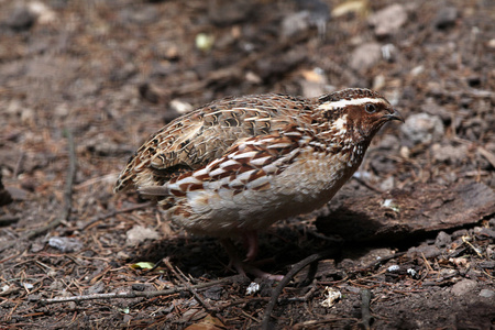 日本quail日本coturnix。