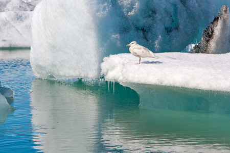 在 Jokulsarlon 冰川泻湖，冰岛以南的冰山