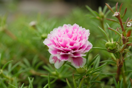 美丽的粉红色花