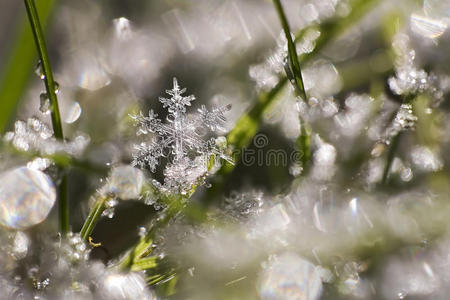 雪片莲