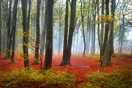 雾蒙蒙的秋林里的红叶