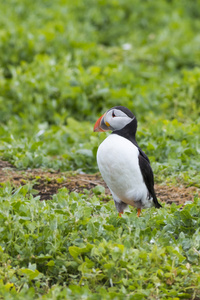 puffins北极兄弟会