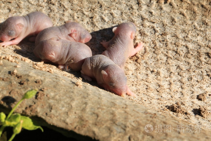 刚出生的婴儿野生老鼠小老鼠