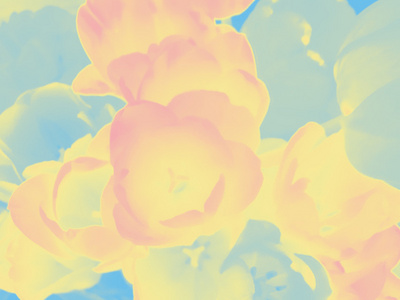 柔和的蓝黄色粉红色郁金香花背景