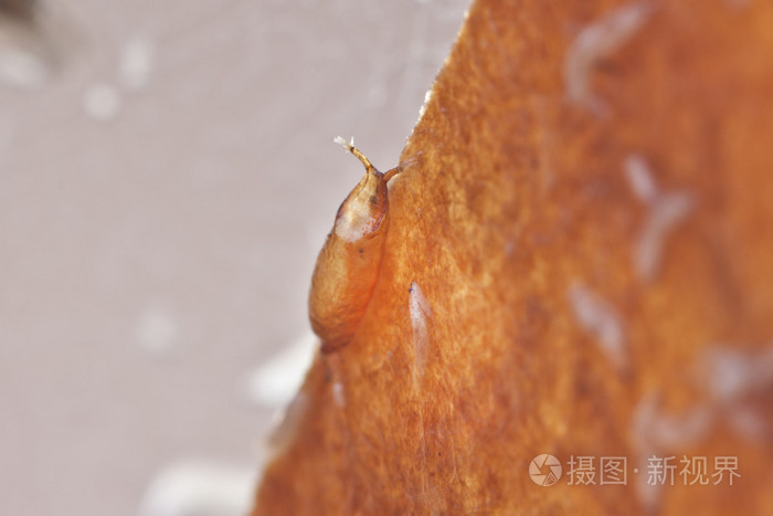 野生茧果蝇(果蝇)