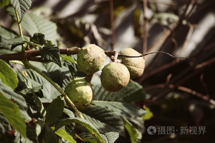 树上的马栗子